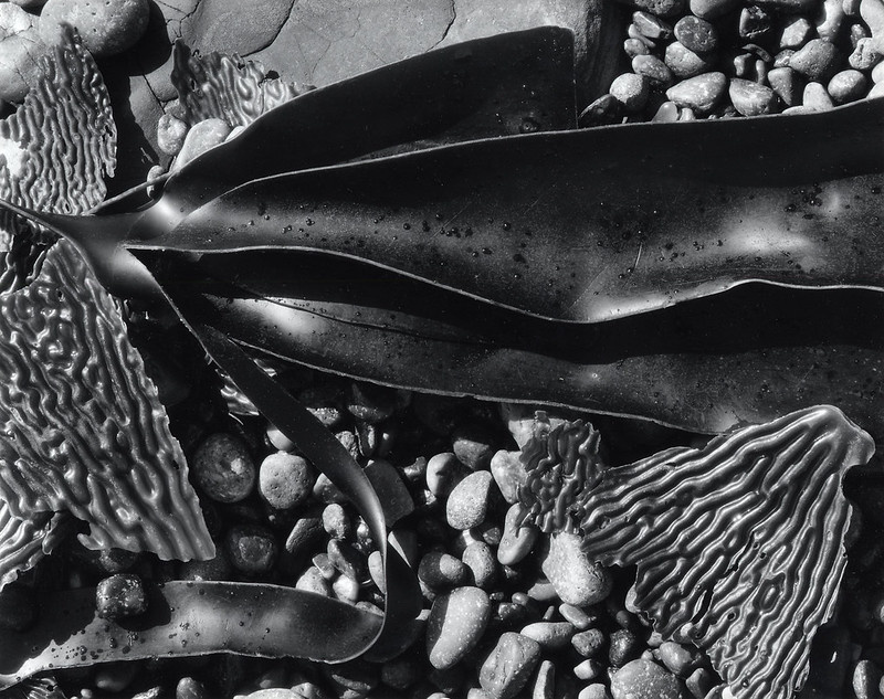 Brett Weston, Pebbles and Kelp, Point Lobos, California, 1965. 